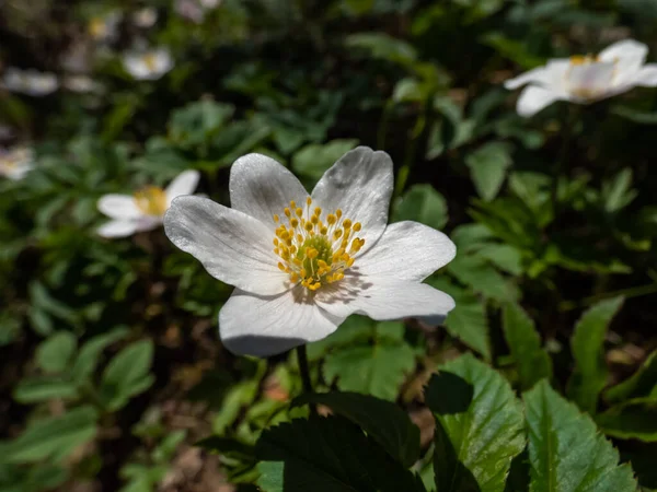 Macro Singolo Fiore Bianco Anemone Legno Anemone Nemorosa Che Fiorisce — Foto Stock