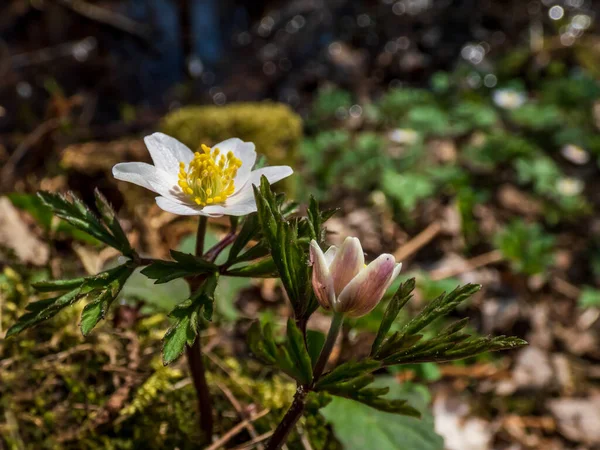 Plantas Flores Brancas Anêmona Madeira Anemone Nemorosa Florescendo Primavera Luz — Fotografia de Stock