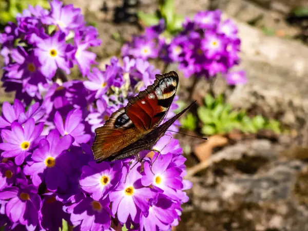 Makroaufnahme Eines Schönen Farbenfrohen Schmetterlings Europäischer Pfau Oder Pfauenfalter Aglais — Stockfoto