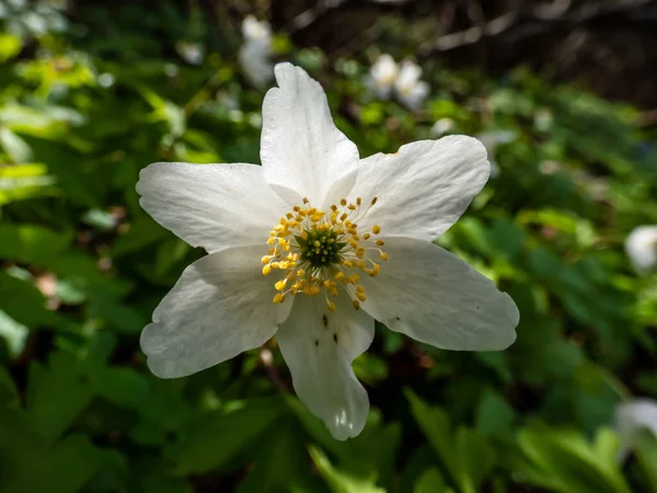 在明亮的背光和模糊的绿色背景下 白色的花 木海葵在春天开花 — 图库照片