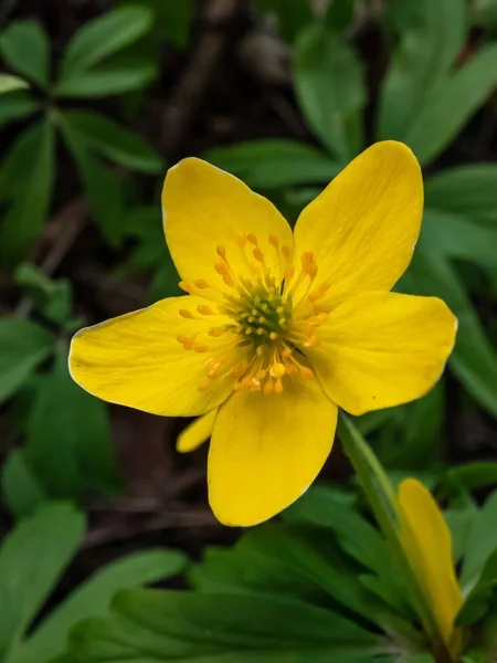 Tek Çiçekli Makro Sarı Şakayık Sarı Ahşap Şakayık Çiçekli Şakayık — Stok fotoğraf