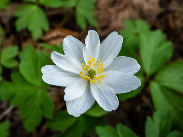 Макроснимок Одноцветкового Белого Цветка Анемоны Anemone Nemorosa Цветущей Весной Лесу — стоковое фото