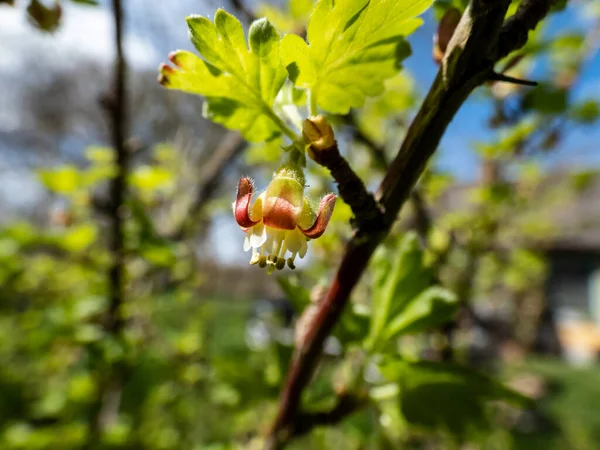 Macro Beautiful Detailed Gooseberry Ribes Uva Crispa Green Red Flower — Stock Photo, Image