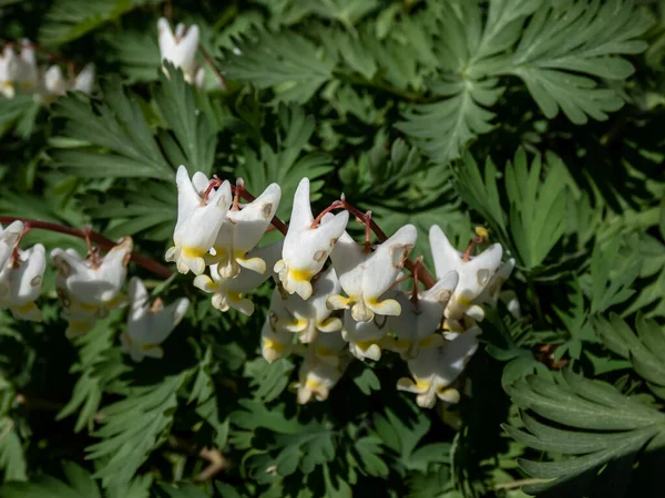 Macro Shot Início Primavera Forma Delicada Branca Irregular Alastrando Flores — Fotografia de Stock