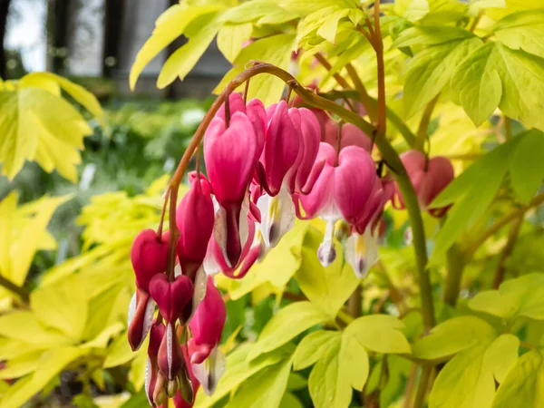 Blooms of the bleeding heart plant cultivar (Dicentra spectabilis) \'Gold Hearts\'. Brilliant gold leaves and peach-colored stems, heart-shaped rose-pink flowers with protruding white petals