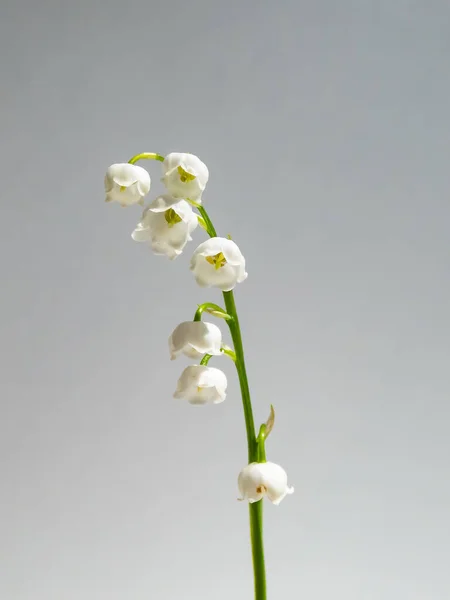 Primer Plano Macroplano Flores Blancas Dulcemente Perfumadas Colgantes Forma Campana — Foto de Stock