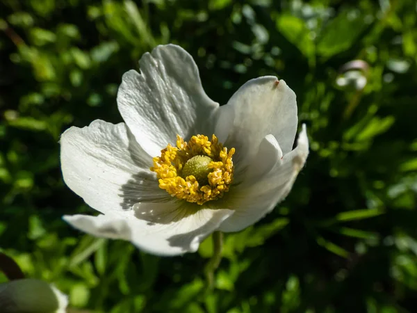 Macro Shot Cup Shaped Pure White Flower Snowdrop Anemone Snowdrop — Stock Photo, Image