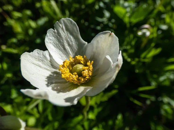 在春末或夏初的阳光下 用雪莲或雪花制成的杯状 洁白的花制成的大头针 开着金黄色的雄蕊 — 图库照片