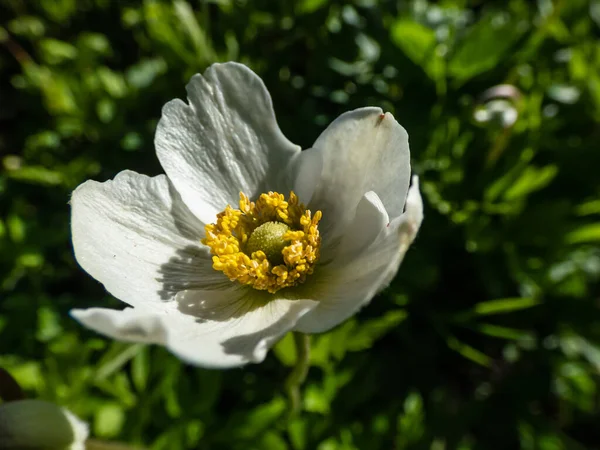 Macro Shot Cup Shaped Pure White Flower Snowdrop Anemone Snowdrop — Stock Photo, Image