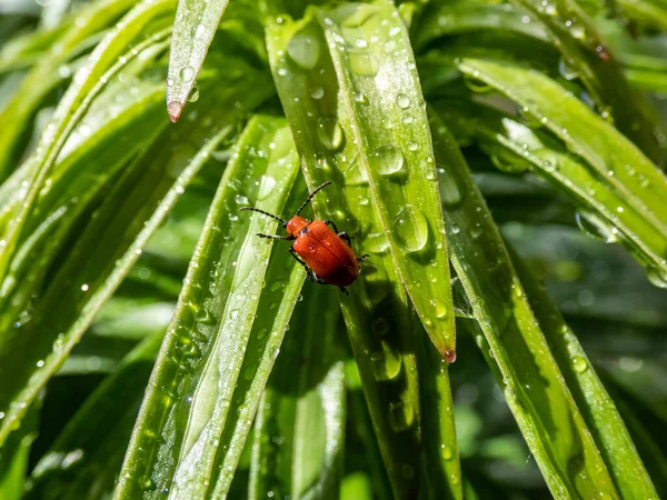 Macro Lövés Felnőtt Skarlátvörös Liliombogár Lilioceris Lilii Egy Zöld Liliomnövény — Stock Fotó