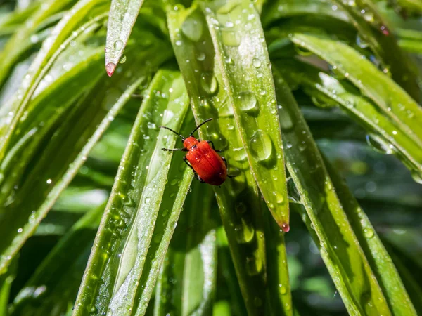 Macro Lövés Felnőtt Skarlátvörös Liliombogár Lilioceris Lilii Egy Zöld Liliomnövény — Stock Fotó