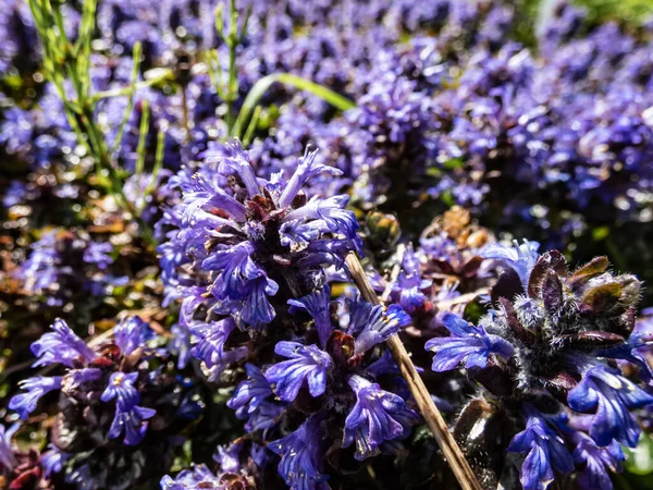 Beautiful purple floral background. Macro shot of ground cover pyramidal bugle (Ajuga pyramidalis) \'Purple Crispa\' with the pale blue-violet, spiked inflorescence blooms in bright sunlight