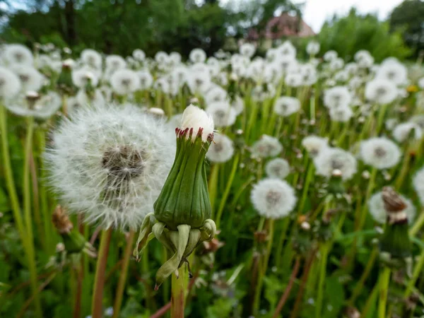 Paardenbloem Close Van Wit Gezaaide Paardenbloem Plant Hoofd Samengesteld Uit — Stockfoto