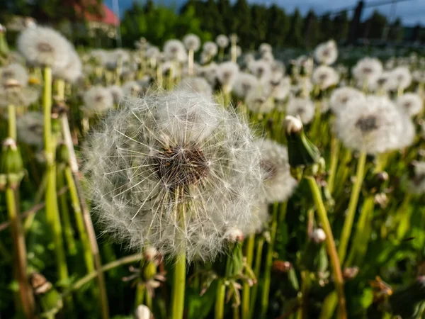 Dandelion. Close-up of white seeded dandelion plant head composed of pappus (dandelion seeds) in the meadow surrounded with green grass and vegetation. Lion\'s tooth