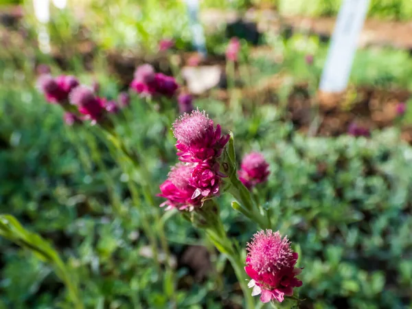 Bitmeyen dağların koyu pembe çiçekleri, taştan kedi parmakları, kedi ayağı ya da yosun (Antennaria dioica) botanik bahçesinde yetişen 'Oland'