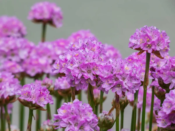 Beautiful pink floral background. Macro shot of bright pink flowers of the thrift, sea thrift or sea pink (Armeria maritima) with white background. Popular garden flower.