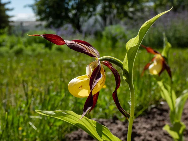 Rare and beautiful lady\'s-slipper orchid (Cypripedium calceolus) with red-brown, long, twisted petals and a slipper-shaped yellow labellum in sunlight. The largest orchid species in Europe