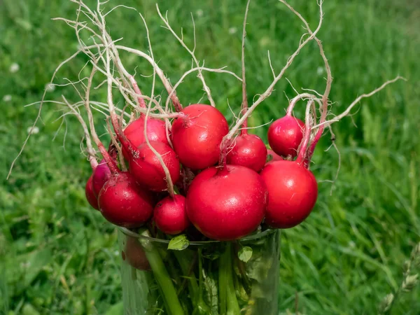 Closeup Big Ripe Red Pink Radish Plant Raphanus Raphanistrum Subsp — Stock Photo, Image