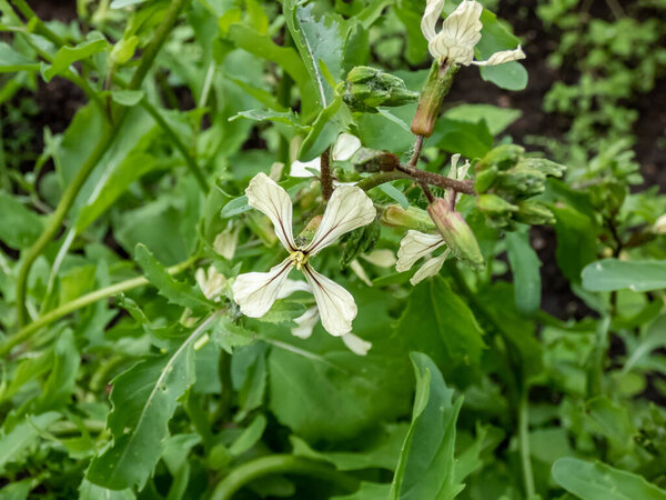 Close-up shot of leaf vegetable Rocket or arugula (eruca sativa or eruca vesicaria) creamy white flower with purple veins, and yellow stamens surrounded with green leaves