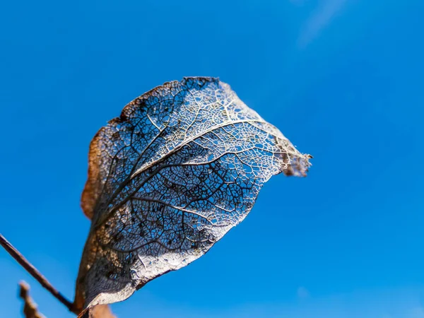 Macro Tiro Folha Seca Marrom Branca Com Textura Visível Veias — Fotografia de Stock