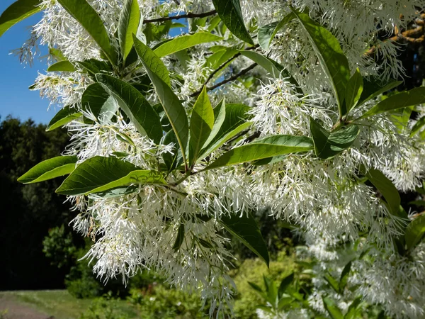 Nahaufnahme Von Kleiner Baum Der Weiße Fransenbaum Chionanthus Virginicus Mit — Stockfoto