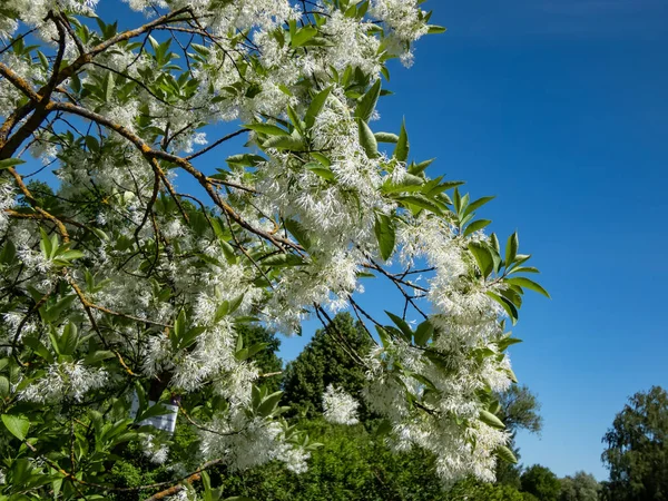 Primer Plano Pequeño Árbol Flanco Blanco Chionanthus Virginicus Con Flores — Foto de Stock