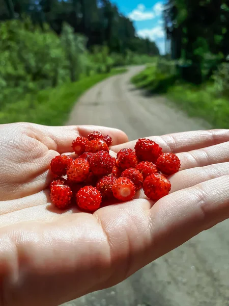 Handful Red Ripe Wild Strawberries Fragaria Vesca Palm Hand Visible — Stock Photo, Image