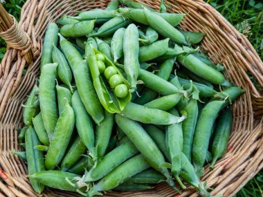 Yeşil bezelye kabuklarıyla dolu ahşap sepet çimlerin arasında. Bahçıvanlık ve gıda yetiştirme kavramı. Yaz sebzeleri. Gıda arkaplanı