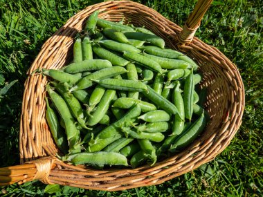 Parlak güneş ışığında, yerde bir sepet dolusu yeşil bezelye kabuğu. Bahçıvanlık ve gıda yetiştirme kavramı. Yaz sebzeleri. Gıda arkaplanı