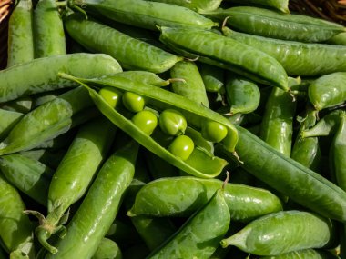 Açık yeşil bezelye kabuğunun Macro 'su, kapalı bezelye kabukları arasında, parlak güneş ışığında, ahşap sepetin içinde. Bahçıvanlık ve gıda yetiştirme kavramı. Yaz sebzeleri. Gıda arkaplanı