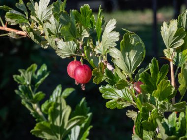 Kırmızı, olgun bektaşi üzümleri (Ribes uva-crispa), güneşli yaz gününde koyu arkaplanlı yeşil yapraklarla çevrili dallarda yetişir.