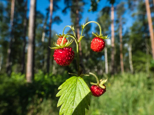 Single Plant Wild Strawberry Fragaria Vesca Perfect Red Ripe Fruits — Stock Photo, Image