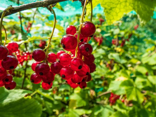 Perfekt Reife Rote Johannisbeeren Ribes Rubrum Zweig Zwischen Grünen Blättern — Stockfoto