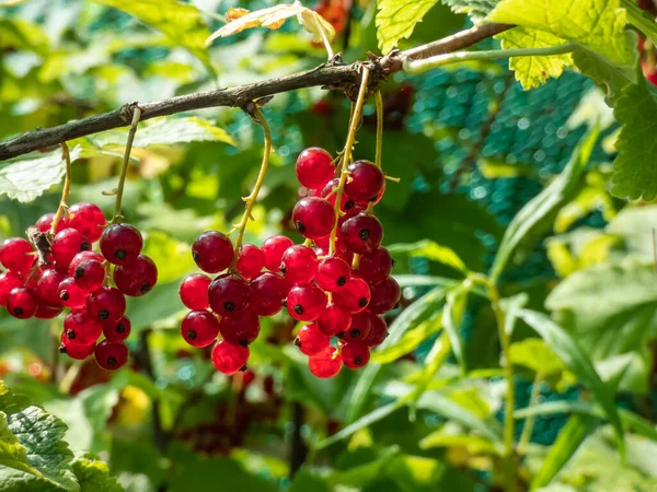 緑色の背景を持つ明るい晴れた日に緑の葉の間の枝に完璧な熟したRecurrants Ribes Rubrum 夏の味覚 — ストック写真