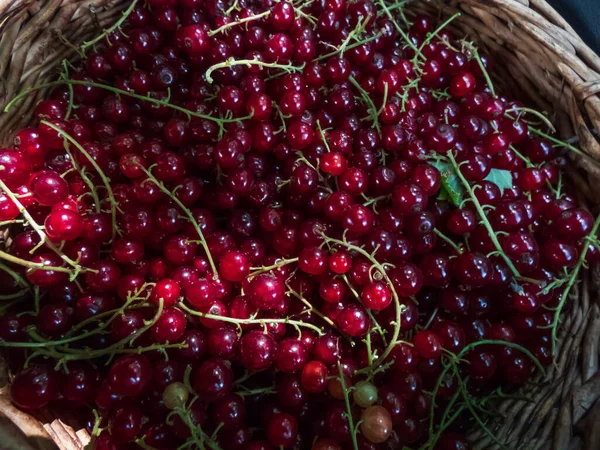 Full Wooden Basket Perfect Ripe Red Currants Ribes Rubrum Sunlight — Stock Photo, Image