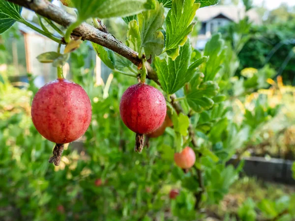 Kırmızı, olgun bektaşi üzümü (Ribes uva-crispa), yaz sabahı sabah çiğ taneleriyle kaplı yeşil yapraklarla çevrili dalda yetişir.