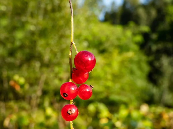 Τέλεια Ώριμα Κόκκινα Φραγκοστάφυλα Ribes Rubrum Στο Κλαδί Ανάμεσα Πράσινα — Φωτογραφία Αρχείου