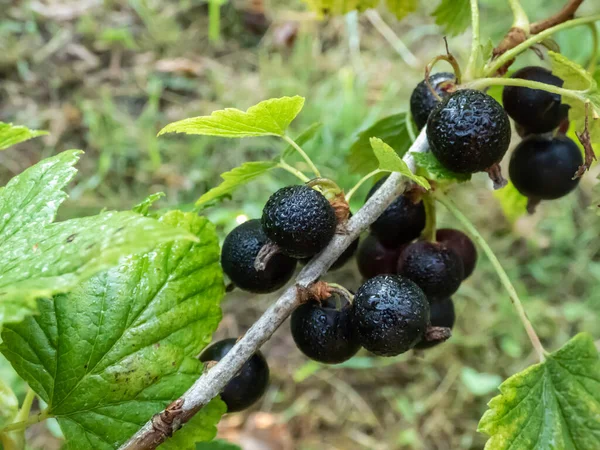 Idealnie Dojrzałe Czarne Porzeczki Ribes Nigrum Gałęzi Między Zielonymi Liśćmi — Zdjęcie stockowe