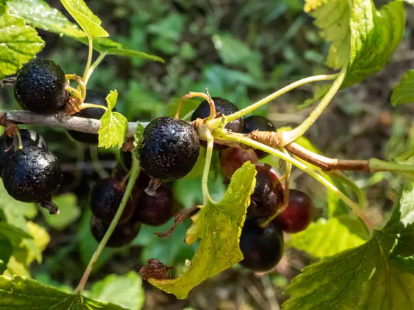 Perfektní Zralé Černé Rybíz Žebírka Nigrum Větvi Mezi Zelenými Listy — Stock fotografie