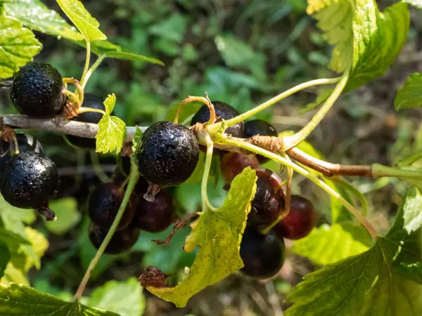 Perfektní Zralé Černé Rybíz Žebírka Nigrum Větvi Mezi Zelenými Listy — Stock fotografie