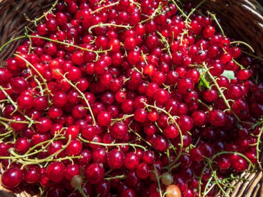 Güneş ışığında mükemmel, olgun, kırmızı kuşüzümü (pirzola) dolu ahşap sepet. Meyve ve yiyecek geçmişi, yazın tadı.