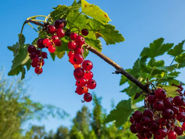 Perfekt Voll Und Teilreife Rote Johannisbeeren Ribes Rubrum Auf Dem — Stockfoto