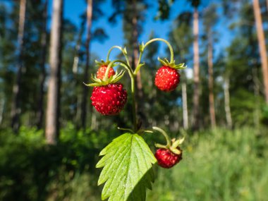 Tek bir yabani çilek (Fragaria vesca) bitkisi. Açık havada mükemmel, kırmızı, olgun meyveler ve yapraklarla. Orman ve mavi gökyüzü arka planıyla. Yazın tadı