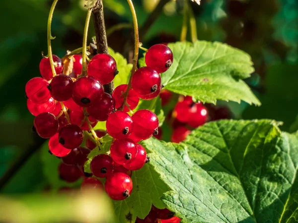 Macro Grosellas Rojas Maduras Perfectas Ribes Rubrum Rama Entre Hojas — Foto de Stock