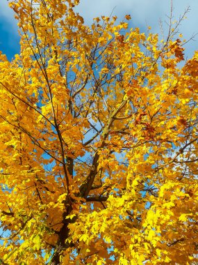 Açık sarı ve turuncu yapraklı akçaağaç manzarası parlak güneş ışığında mavi gökyüzü olan dalların üzerinde. Açık hava arkaplanı