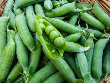 Açık yeşil bezelye kabuğunun Macro 'su, kapalı bezelye kabukları arasında, parlak güneş ışığında, ahşap sepetin içinde. Bahçıvanlık ve gıda yetiştirme kavramı. Yaz sebzeleri. Gıda arkaplanı