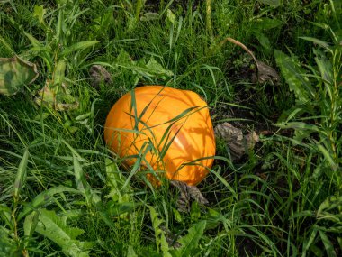 Bahçede yapraklar ve çimenlerde büyüyen büyük, turuncu balkabağı. Bahçe işleri ve sebze yetiştirme