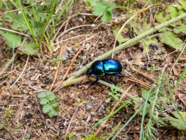 Beutiful Dor böceği ya da bahar böceği (Trypocopris vernalis), orman zemininde ve bitki örtüsü arasında değişken mavi ve yeşil metalik yansıması olan simsiyah renklidir.
