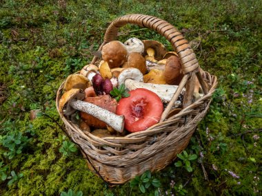 Yerdeki ahşap sepet yenilebilir mantarlarla dolu - russula rosea, chanterelles, boletus, boletus Aspen orman bitkileri arasında, yosun, yaban mersini, heather. Mantar toplama geleneği