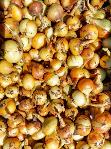 Cebolas Maduras Biológicas Brancas Douradas Colhidas Verão Closeup Cebolas Cultivadas — Fotografia de Stock